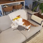 Aeris Hunts III Nov 7 2025.jpg