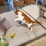 Aeris Hunts IV Nov 7 2025.jpg