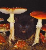 cat-on-mushrooms.jpg
