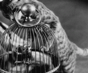 bird-cage-cat.gif