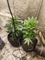 1000000915.jpg 1000000915.jpg