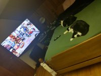 1.26.26.KittyTV.Sera&Dingus_Watching_Friends.jpg