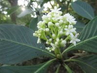 psychotria.jpg psychotria.jpg