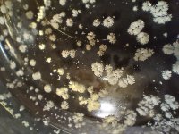 spice 1st closeup.jpg