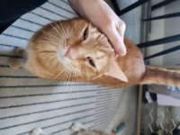 Nigel Feb 5 2026.jpg