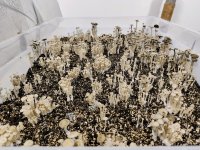 IMG_20260124_223134057~2.jpg IMG_20260124_223134057~2.jpg