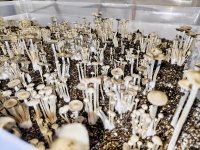 IMG_20260124_223238124~2.jpg IMG_20260124_223238124~2.jpg