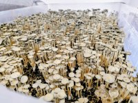 1774086303133.jpeg 1774086303133.jpeg