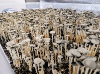 1774086317416.jpeg 1774086317416.jpeg