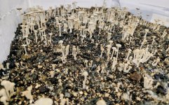 1774086371084.jpeg 1774086371084.jpeg