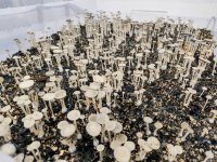 1774086403901.jpeg 1774086403901.jpeg