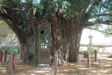 La-Haye-du-Routot_chapel-yew-trunk-WimPeeters_2014-04-09-1.jpg