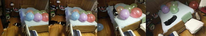Dingus_Serafina_Balloon_Bed.4.22.26.jpg