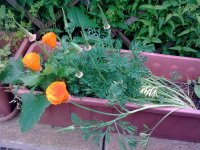 Image0421.jpg