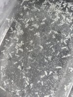 IMG_2725.jpeg IMG_2725.jpeg