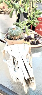 Peyote1.jpg