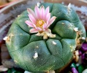 peyote3.jpg