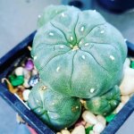 Peyote6.jpg