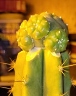 peyoteGraft1.jpg