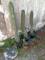 IMG_20260517_115815.jpg