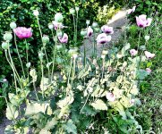 poppies1.jpg