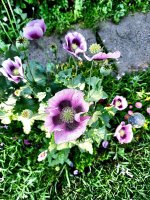 poppies2.jpg
