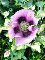 poppies3.jpg