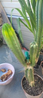 ss02xPachanoi GraftOpium1.jpg