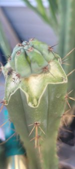 ss02xPachanoi GraftOpium3.jpg