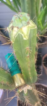 ss02xPachanoi GraftOpium2.jpg