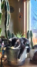 cactusCat.jpg cactusCat.jpg