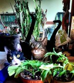 kitty cannabiss.jpg kitty cannabiss.jpg