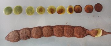 seedmaturation.jpg seedmaturation.jpg