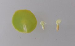 embryo.jpg embryo.jpg
