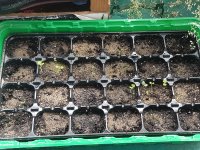 coleus 0.jpg