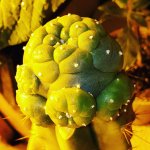 graft3.jpg graft3.jpg