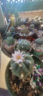 flower.jpg