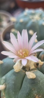 flower1.jpg