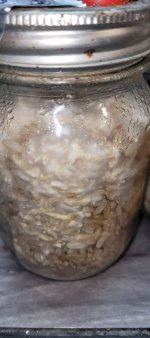 Rice-Enigma1.jpg Rice-Enigma1.jpg