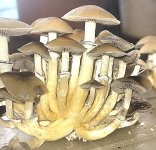 GoldenTeacher3.jpg GoldenTeacher3.jpg