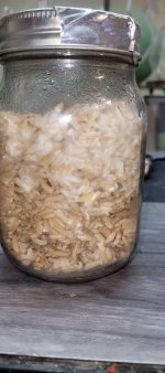 Rice-Enigma3.jpg Rice-Enigma3.jpg
