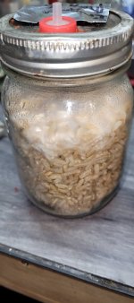 Rice-Enigma5.jpg Rice-Enigma5.jpg