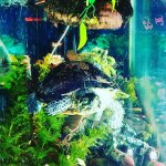 turtle.jpg