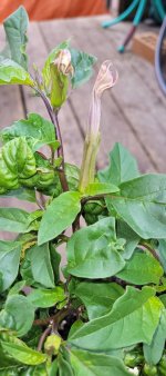 Datura1.jpg