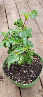 Datura2.jpg