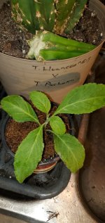 salvia1.jpg