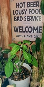 salvia2.jpg