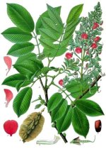 Piscidia_piscipula_-_Köhler–s_Medizinal-Pflanzen-109.jpg