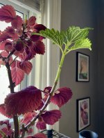 IMG_8188.jpeg