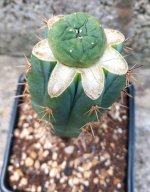 Graft day 11.jpg